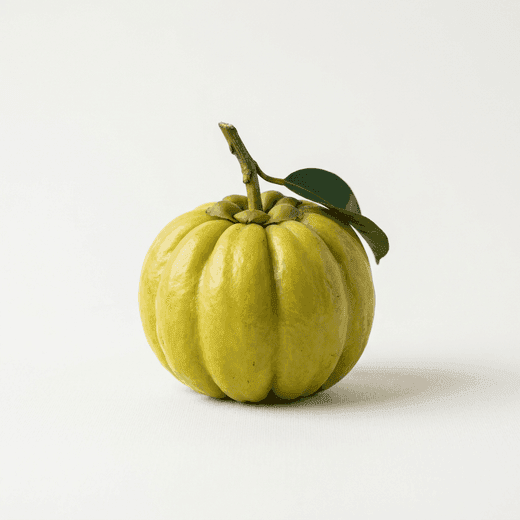 Fruto de garcinia cambogia