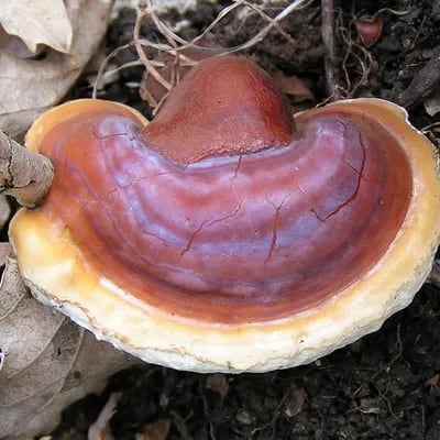 Hongo reishi