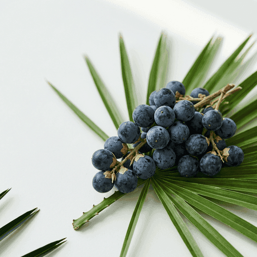 Saw palmetto, extracto de palmito salvaje
